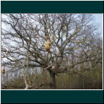 Rheinsteig II 040.jpg